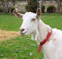 Dunkell Goats - Accommodation in Surfers Paradise