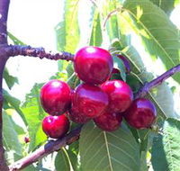 Ballinaclash Orchard and Cellar Door - Accommodation in Surfers Paradise