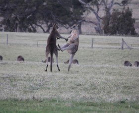 Living Legends: The International Home Of Rest For Champion Horses - Accommodation in Surfers Paradise 2