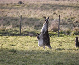 Living Legends: The International Home Of Rest For Champion Horses - Accommodation in Surfers Paradise 3
