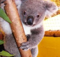 Cooberrie Park Wildlife Sanctuary - Accommodation in Surfers Paradise