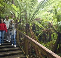 Otway Fly Treetop Adventures - Accommodation in Surfers Paradise