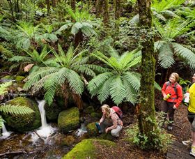 Baw Baw National Park - Accommodation in Surfers Paradise 0