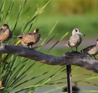 Jerrabomberra Wetlands - Accommodation in Surfers Paradise