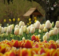 Tulip Top Gardens - Accommodation in Surfers Paradise