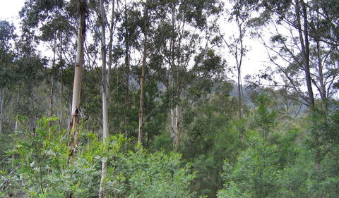 Bangadilly National Park - Accommodation in Surfers Paradise 1