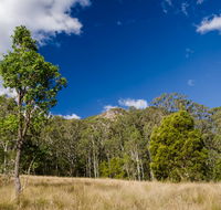 Brush Turkey track - Accommodation in Surfers Paradise