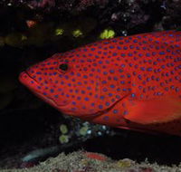 Maori Wrasse Bommie Dive Site - Accommodation in Surfers Paradise