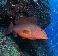Anchor Bommie Dive Site - Accommodation in Surfers Paradise
