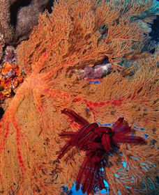 Lighthouse Bommies Dive Site - Accommodation in Surfers Paradise 1