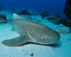 Lighthouse Bommies Dive Site - Accommodation in Surfers Paradise 2