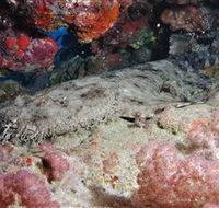 Lighthouse Bommies Dive Site - Accommodation in Surfers Paradise