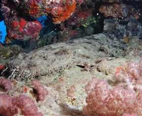Lighthouse Bommies Dive Site - Accommodation in Surfers Paradise 0