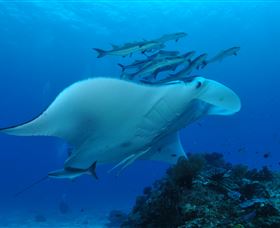 Lighthouse Bommies Dive Site - Accommodation in Surfers Paradise 3