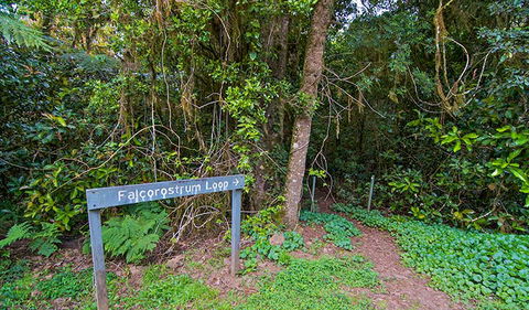Falcorostrum Loop Walking Track - Accommodation in Surfers Paradise 0