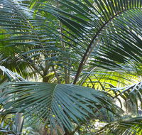 Bangalore Falls walking track - Accommodation in Surfers Paradise