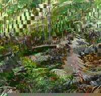 Wollumbin-Mount Warning National Park - Accommodation in Surfers Paradise