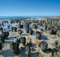 Hamelin Pool Stromatolites - Accommodation in Surfers Paradise