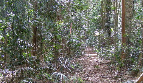 Big Scrub Loop Walking Track - Accommodation in Surfers Paradise 0