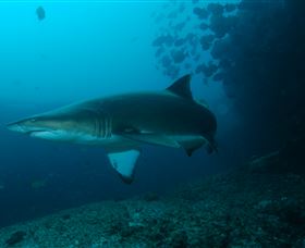 Henderson Rock Dive Site - Accommodation in Surfers Paradise 1