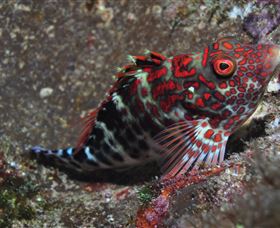 Henderson Rock Dive Site - Accommodation in Surfers Paradise 3