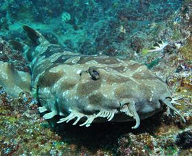 Henderson Rock Dive Site - Accommodation in Surfers Paradise 2