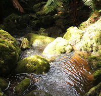 South East Forests National Park - Accommodation in Surfers Paradise