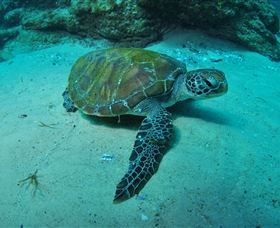 Manta Bommie Dive Site - Accommodation in Surfers Paradise 3