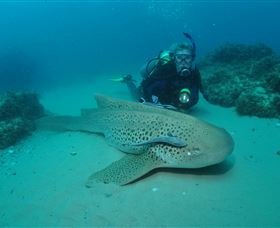 Manta Bommie Dive Site - Accommodation in Surfers Paradise 1
