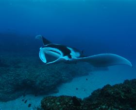Manta Bommie Dive Site - Accommodation in Surfers Paradise 2