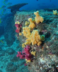 Shag Rock Dive Site - Accommodation in Surfers Paradise 0