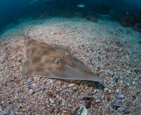 Shag Rock Dive Site - Accommodation in Surfers Paradise 1