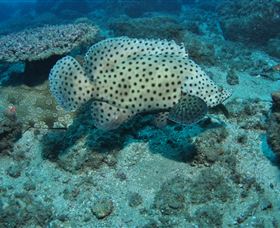Shag Rock Dive Site - Accommodation in Surfers Paradise 2