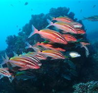 Flat Rock Dive Site - Accommodation in Surfers Paradise