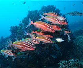 Flat Rock Dive Site - Accommodation in Surfers Paradise 0