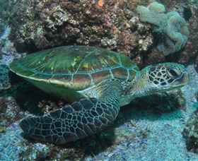 Flat Rock Dive Site - Accommodation in Surfers Paradise 1
