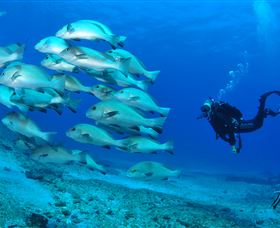 Flat Rock Dive Site - Accommodation in Surfers Paradise 3