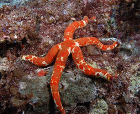 Flat Rock Dive Site - Accommodation in Surfers Paradise 2