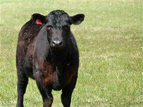 Denham Farm Beef And Lamb - Accommodation in Surfers Paradise 0