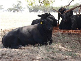 Denham Farm Beef And Lamb - Accommodation in Surfers Paradise 1