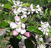 Avro Park Orchards - Accommodation in Surfers Paradise