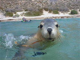 Calypso Star Charters - Accommodation in Surfers Paradise 0