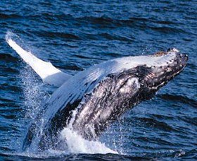 Australian Spirit Sailing Company - Accommodation in Surfers Paradise 5
