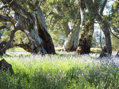 Aussie Heritage Tours - Accommodation in Surfers Paradise 4
