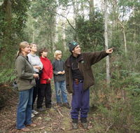 Great Western Tiers Forest Walks Tasmania - Accommodation in Surfers Paradise