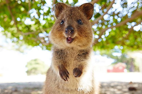 Rottnest Island Tour From Perth Or Fremantle Including Bus Tour - Accommodation in Surfers Paradise 6