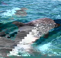 Half-Day Mandurah Canals  Dolphin Watch Tour - Accommodation in Surfers Paradise