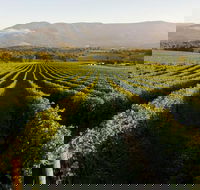 Half-Day Swan Valley Walk  Fruit Orchard - Accommodation in Surfers Paradise