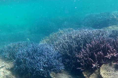 Abrolhos Island Half Day Fly And Flipper - Accommodation in Surfers Paradise 1