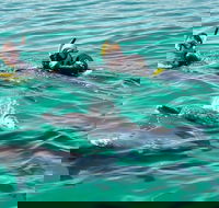 Swim with Dolphins Day Trip from Perth - Accommodation in Surfers Paradise